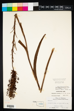 Platanthera ciliaris image