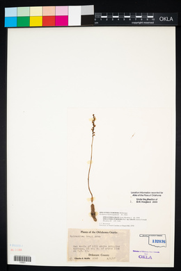 Spiranthes tuberosa image