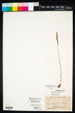 Spiranthes tuberosa image