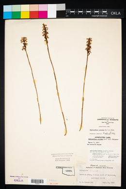 Spiranthes cernua image