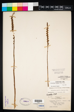 Spiranthes lacera image