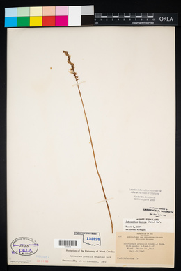 Spiranthes lacera image