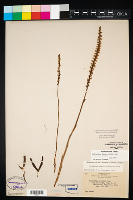 Spiranthes lacera image