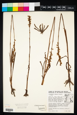 Spiranthes vernalis image