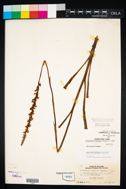 Spiranthes vernalis image