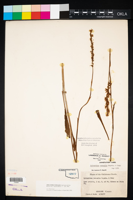 Spiranthes vernalis image