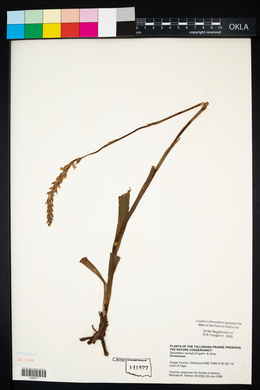 Spiranthes vernalis image