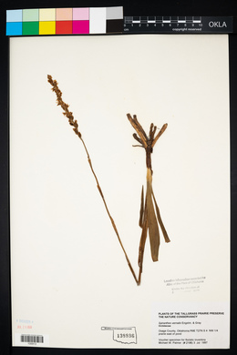 Spiranthes vernalis image