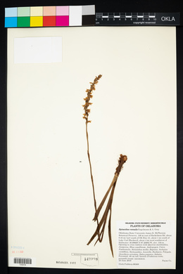 Spiranthes vernalis image