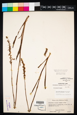 Spiranthes vernalis image