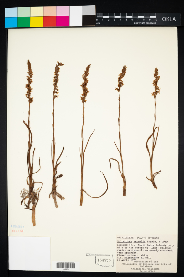 Spiranthes vernalis image