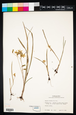 Hypoxis hirsuta image