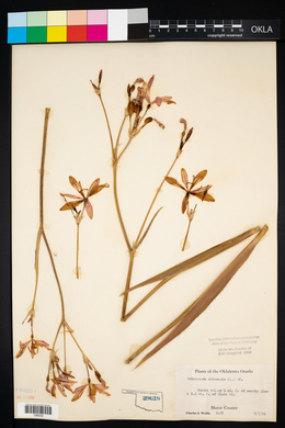 Iris domestica image