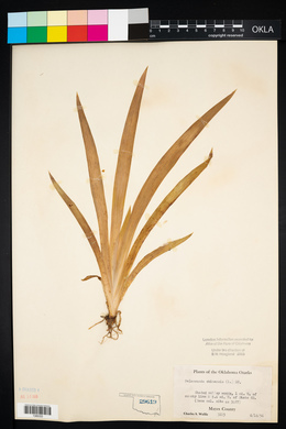 Iris domestica image