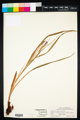 Nemastylis geminiflora image