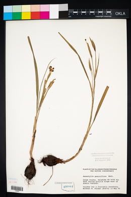 Nemastylis geminiflora image