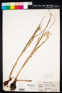 Nemastylis geminiflora image