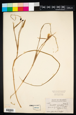 Nemastylis geminiflora image