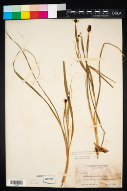 Nemastylis geminiflora image