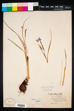 Nemastylis geminiflora image