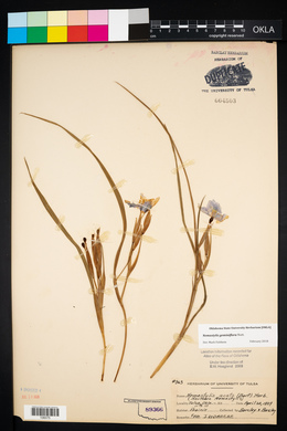 Nemastylis geminiflora image