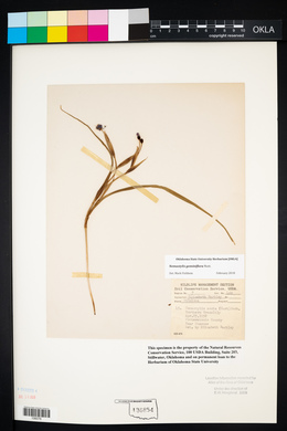 Nemastylis geminiflora image