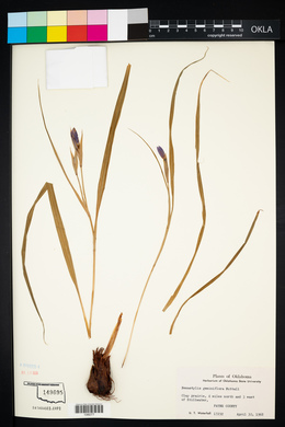 Nemastylis geminiflora image