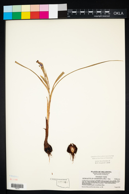 Nemastylis geminiflora image