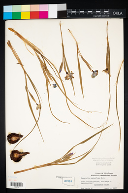 Nemastylis geminiflora image