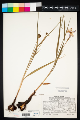 Nemastylis geminiflora image