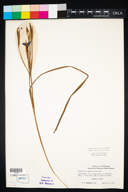 Nemastylis geminiflora image