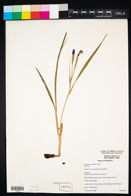 Nemastylis geminiflora image