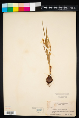 Nemastylis geminiflora image