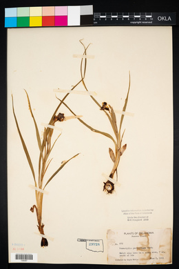 Nemastylis geminiflora image