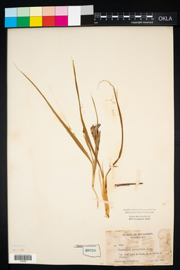 Nemastylis geminiflora image