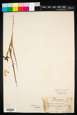 Nemastylis geminiflora image