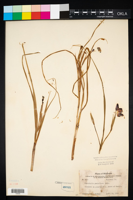 Nemastylis geminiflora image