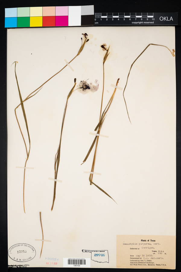 Nemastylis purpurea image