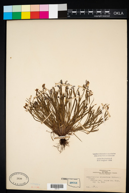 Sisyrinchium atlanticum image