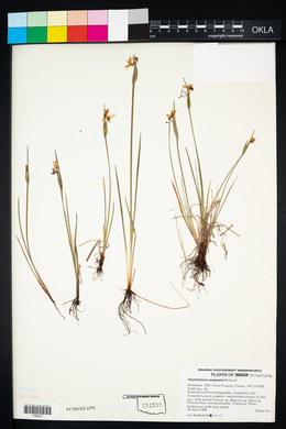 Sisyrinchium campestre image