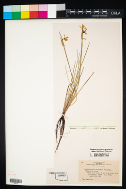 Sisyrinchium campestre image