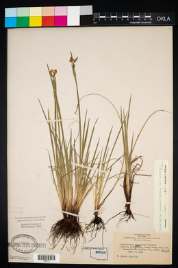 Sisyrinchium campestre image