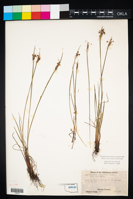 Sisyrinchium campestre image