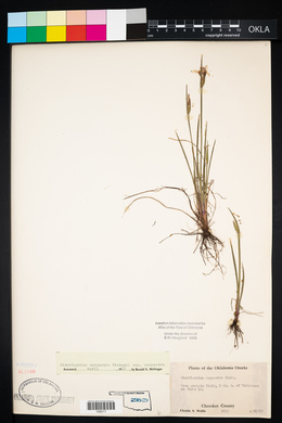 Sisyrinchium campestre image