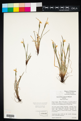 Sisyrinchium campestre image