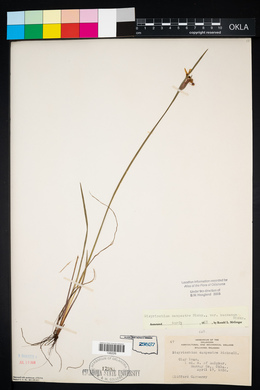 Sisyrinchium campestre image