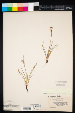 Sisyrinchium campestre image