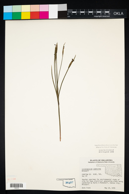 Sisyrinchium campestre image