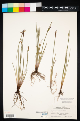 Sisyrinchium campestre image