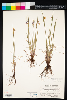 Sisyrinchium campestre image